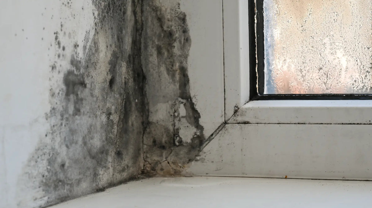 Dunkler, flauschiger schimmel breitet sich an weißer wand in ecke nahe fensterrahmen aus für schimmelentferner test